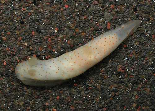 Gymnodoris sp. #7: more orange