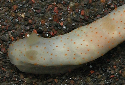 Gymnodoris sp. #7: more orange, detail