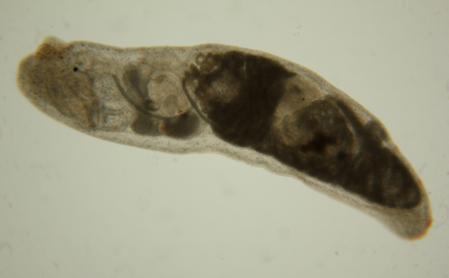 Gymnodoris sp. #9: internal structure