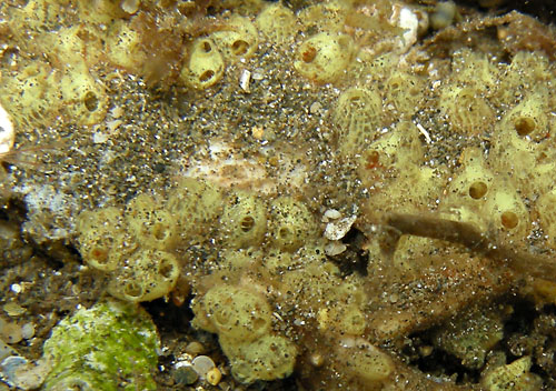 Hainotis sp. #1: possible food, yellow