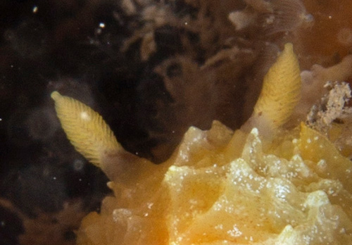 Halgerda dalanghita: rhinophores