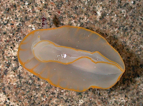 Halgerda terramtuentis: underside