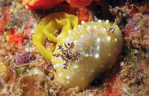 Halgerda terramtuentis: with egg mass