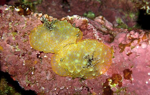 Halgerda terramtuentis: mating