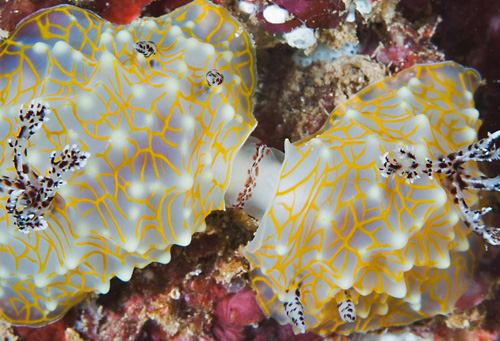 Halgerda terramtuentis: mating, closeup