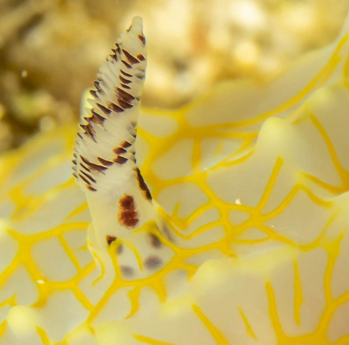 Halgerda terramtuentis: rhinophore, closeup