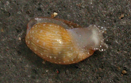 Hamineobulla kawamurai: underside