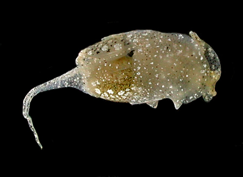 Unidentified Haminoeid #2: underside, 4.5 mm