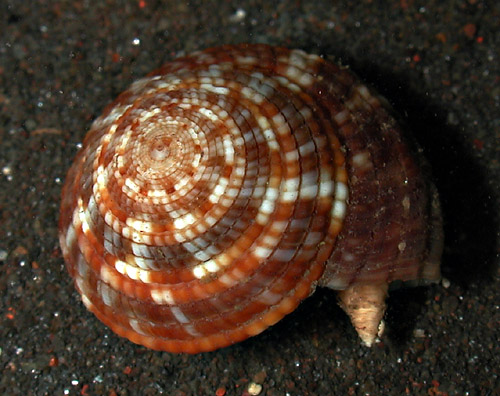 Heliacus areola