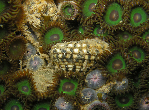 Heliacus areola: on Zoanthus sansibaricus