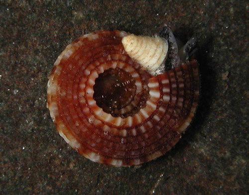 Heliacus sterkii: underside