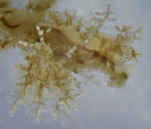 Hermaea sp. #1: pair on alga