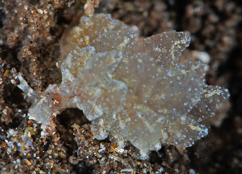 Hermaea sp. #1: on sand