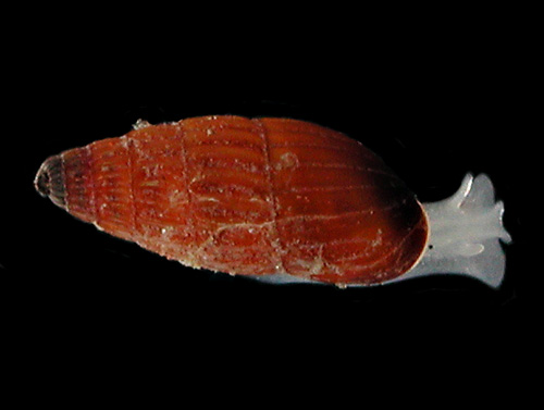 Herviera gliriella