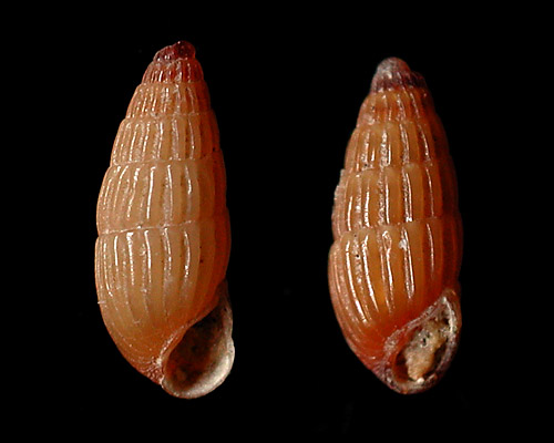 Herviera gliriella: shell