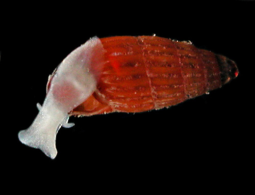 Herviera gliriella: underside