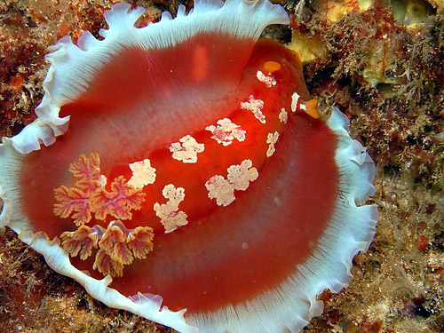 Hexabranchus aureomarginatus: flared mantle