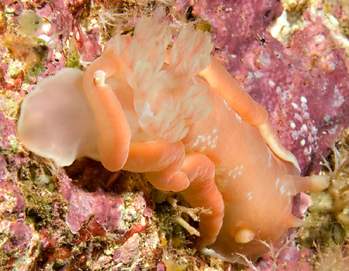 Hexabranchus aureomarginatus: pale