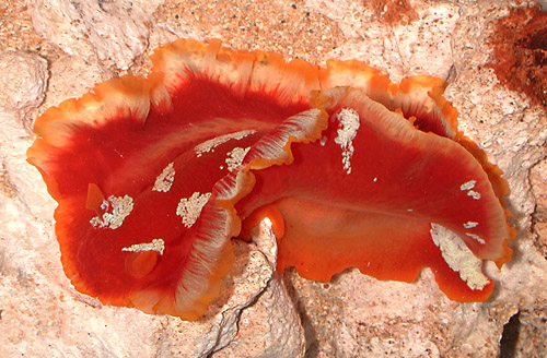 Hexabranchus aureomarginatus: flared mantle, yellow margin