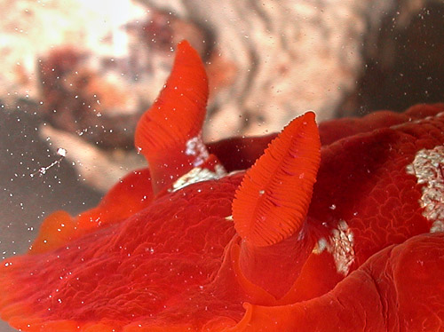 Hexabranchus aureomarginatus: rhinophores, side