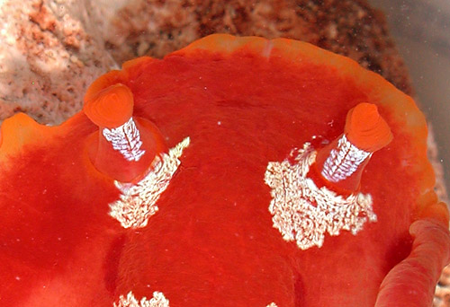 Hexabranchus aureomarginatus: rhinophores, top