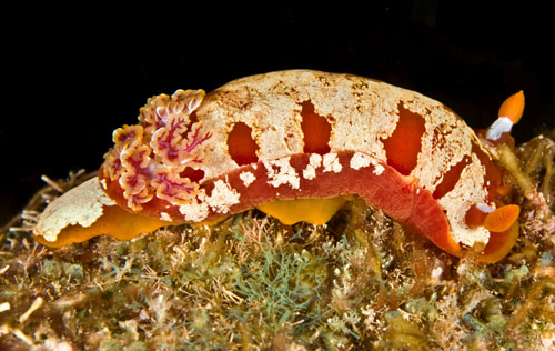 Hexabranchus aureomarginatus: more white, side