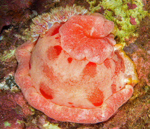 Hexabranchus aureomarginatus: finely spotted