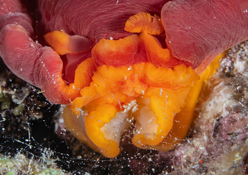 Hexabranchus aureomarginatus: oral tentacles & mouth