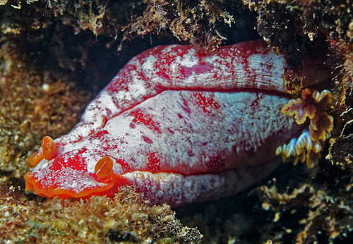 Hexabranchus aureomarginatus: more white, top