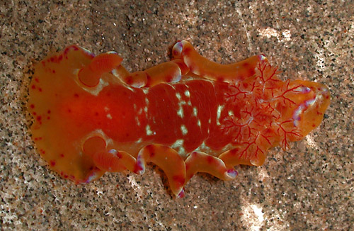 Hexabranchus sandwichensis: young, 30 mm