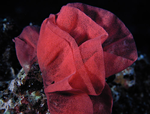 Hexabranchus sandwichensis: egg mass