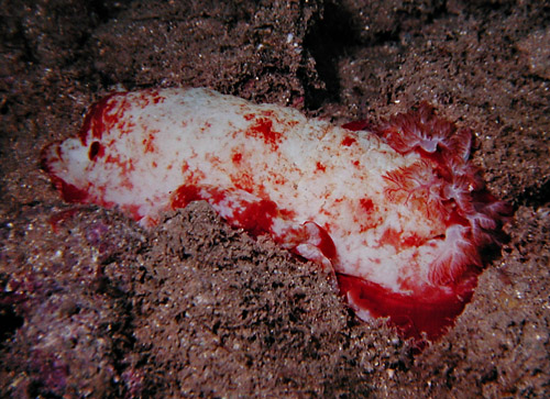 Hexabranchus sandwichensis: pale