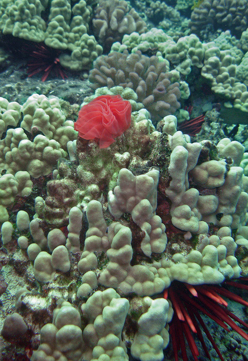 Hexabranchus sandwichensis: egg mass