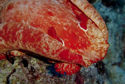 Hexabranchus sandwichensis: oral tentacle