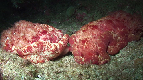 Hexabranchus sandwichensis: mating