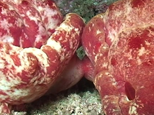 Hexabranchus sandwichensis: mating, detail