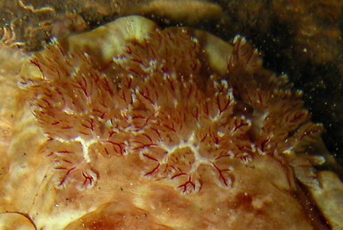 Hexabranchus sandwichensis: branchia, top