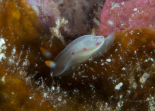 Hexabranchus sandwichensis: juvenile, 2-3 mm