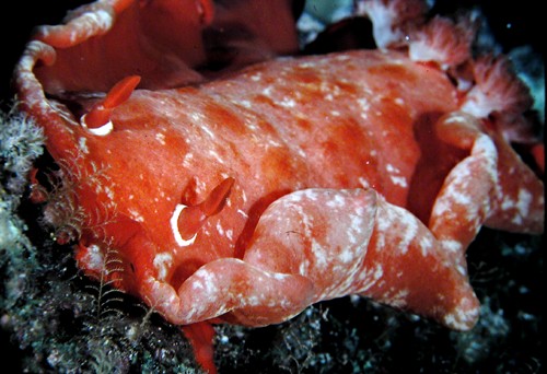 Hexabranchus sandwichensis: with opaque flecks