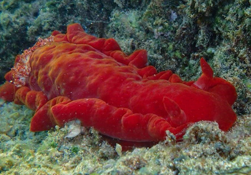 Hexabranchus sandwichensis: dark