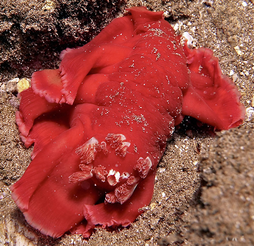 Hexabranchus sandwichensis: dark, mantle spread