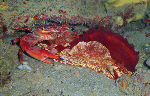 Hexabranchus sandwichensis: predation