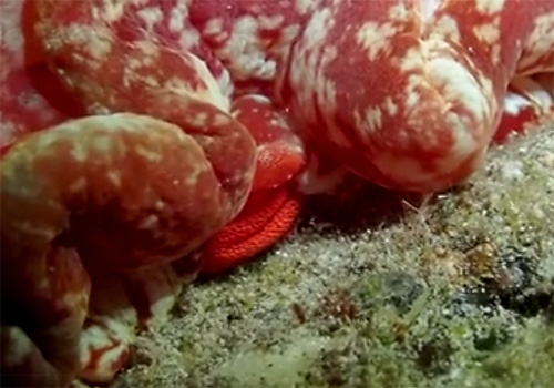 Hexabranchus sandwichensis: laying eggs