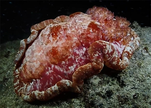 Hexabranchus sandwichensis: laying eggs