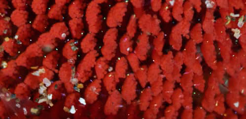 Hexabranchus sandwichensis: egg packets