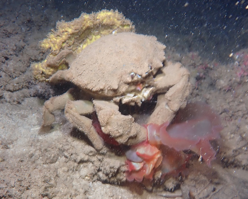 Hexabranchus sandwichensis: predation