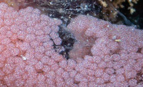 Hexabranchus sandwichensis: hatching, detail-2