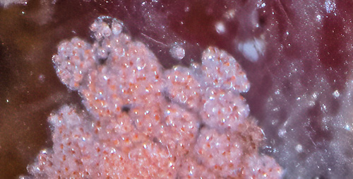 Hexabranchus sandwichensis: hatching, detail-3