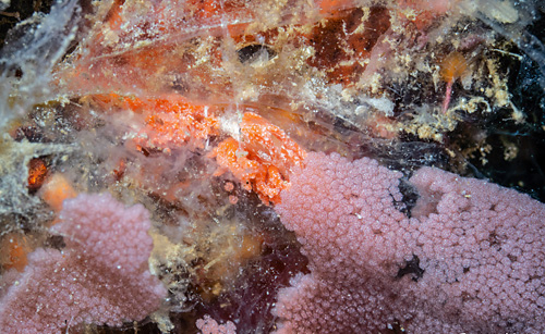 Hexabranchus sandwichensis: hatching, detail-1