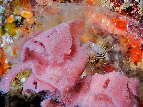 Hexabranchus sandwichensis: hatching, whole ribbon